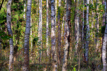 Birch trees in a dense forest