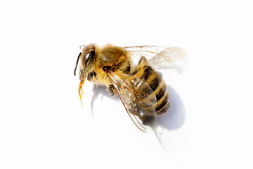 Macro image of a dead bee on a white background from a hive in decline, plagued by the Colony collapse disorder and other diseases