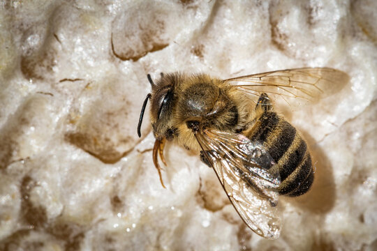 Macro image of a dead bee on a frame from a hive in decline, plagued by the Colony collapse disorder and other diseases