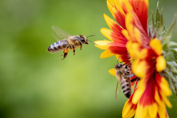 Bee on a orange flower collecting pollen and nectar for the hive