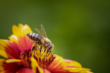 Bee on a orange flower collecting pollen and nectar for the hive