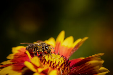 Bee on a orange flower collecting pollen and nectar for the hive