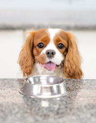 Dog sits with a bowl on a kitchen at home
