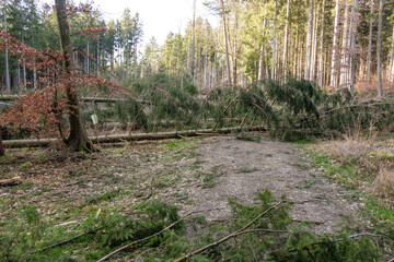 Umgestürzte Bäume liegen nach einem Sturm / Orkan abgebrochen und quer umgefallen über einem...
