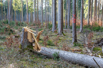 Schwere Sturmschäden im Wald nach einem Orkan: Zersplitterter abgebrochener Baum auf dem Waldboden - obrazy, fototapety, plakaty