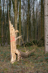 Forstwirtschaft: Ein zum Fällen markierter Baum, der nach einem Sturm im Wald abgebrochen und...