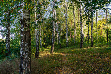 Zalew Czapielówka położony w Puszczy Knyszyńskiej to ostoja spokoju, piękna i ciszy, Podlasie, Polska