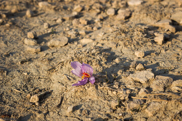 Crocus pallasii growing on the alum earth in Eastern Crimea.
