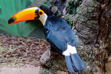 Funny tropical Toucan bird with a big yellow beak looks at the camera. Close up shot.