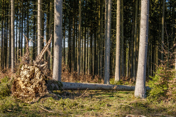 Entwurzelter, umgefallener Baum an einem Waldrand im warmen Seitenlicht nahc einem Sturm (Forstwirtschaft / Waldwirtschaft) - obrazy, fototapety, plakaty