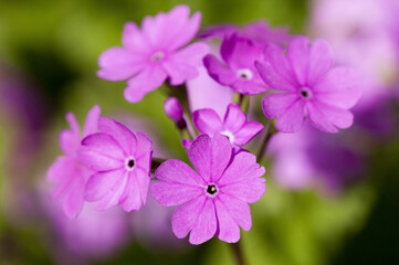 ピンクのサクラ草