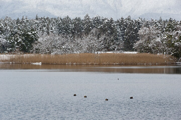 雪