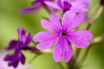 ピンクのサクラ草