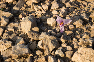 Crocus pallasii growing on the alum earth in Eastern Crimea.