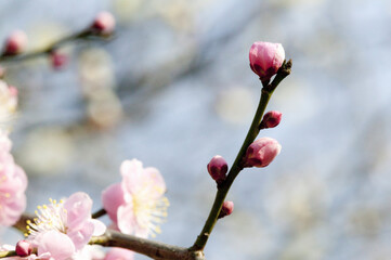 八重紅梅のつぼみ
