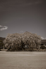 記憶に残る光景