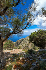 Fototapeta na wymiar Greek landscape, hills, spring bushes. Big olive tree, rocky paths. Blue sky, beautiful clouds. Sea in background. Akrotiri, Chania, Crete, Greece