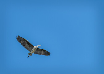 Grey Heron in Flight