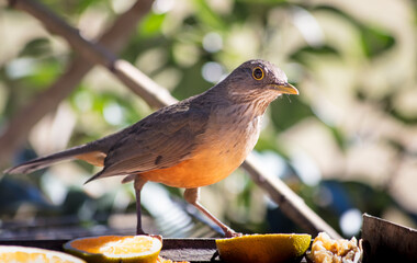 Close up de ave comendo laranja
