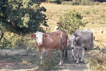 Brown-white cow and a young Istrian cattle on pasture are looking at the camera.