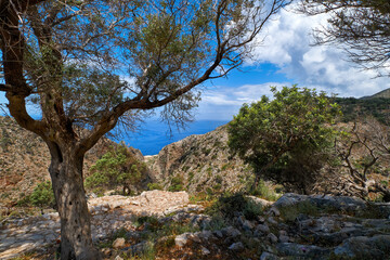 Fototapeta na wymiar Typical Greek landscape, hill with fresh spring bushes. Big olive tree, paved rocky path. Blue sky, clouds. Sea in background. Akrotiri, Crete, Greece