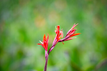 Canna indica flowers blooming in green background