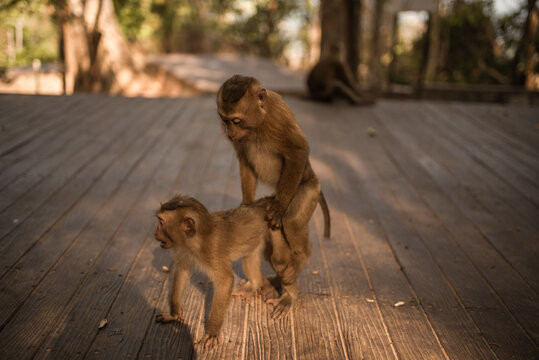 Two monkeys on a wooden old shabby dark background. Family life and behavior of monkeys in the wild.Thailand Phuket Monkey Mountain.