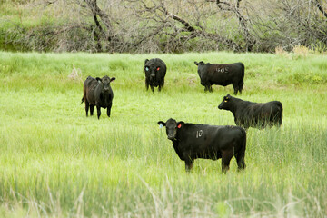 緑の牧場と牛