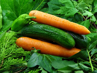 Organic carrots on green vegetables