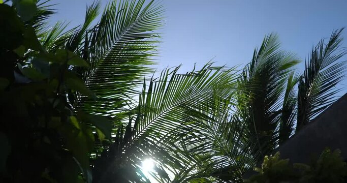 kokosbladeren waaien in de wind in de zon