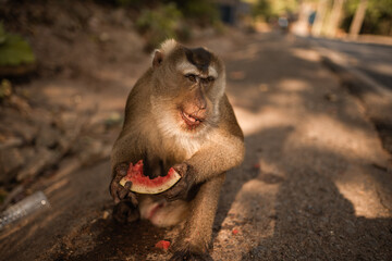 A smart redhead monkey sits on the ground and eats a juicy red watermelon. Green Jungle. creepers...