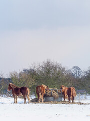 Horses Eating Hay