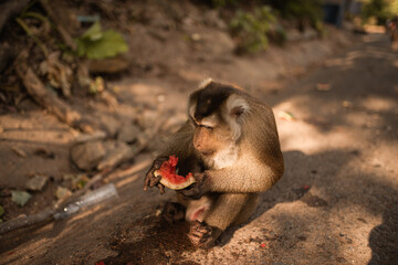 A smart redhead monkey sits on the ground and eats a juicy red watermelon. Green Jungle. creepers overgrown. Thailand Phuket Monkey Mountain.