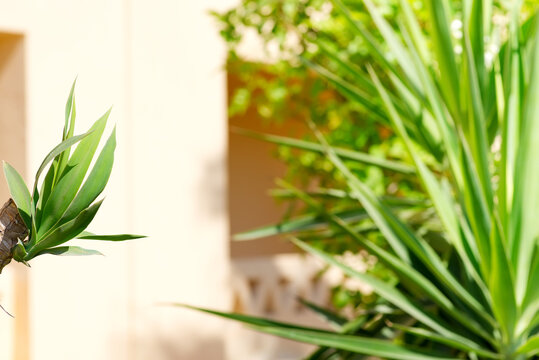 Tropical palm leaves on a wall background of building.