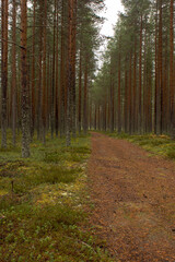 Path in the pine forest 