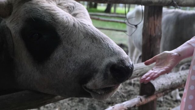 Farm animals, livestock care, cattle. A close-up of a woman's hand feeding a large black and white bull licking her hand over a wooden fence of corral