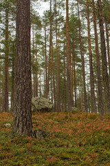 Stone on the forest floor 