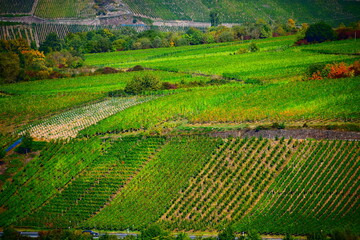 Steillagen an der Mosel, Reil