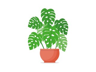 Monstera plant in a pot. Home plant. Flat vector illustration on white isolated background.