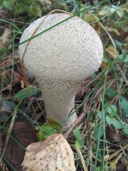 mushroom in the forest