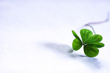 Shamrock on simple white background. Template for design. Empty space for text.
