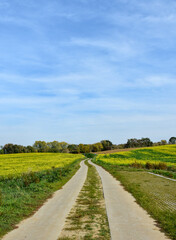 Fototapeta na wymiar Field road through a field with mustard seed in autumn in Overijse, Belgium