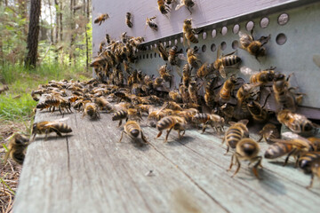 Nuée d'abeilles butineuses au trou du vol