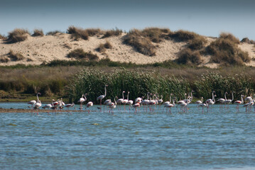Flamencos en la marisma
