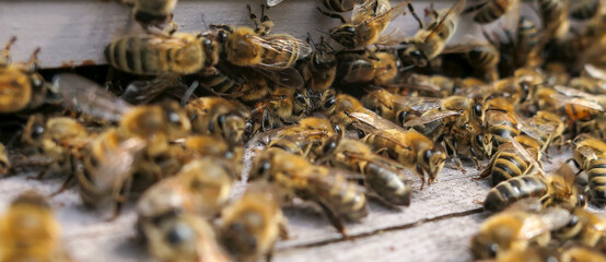 Nuée d'abeilles butineuses à l'entrée de la ruche