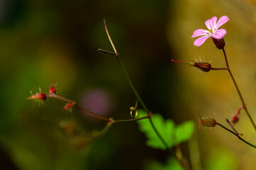 pink wild flower