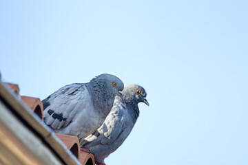 beautiful two pigeons on the roof of the house.