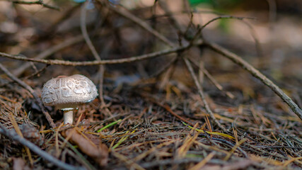 mushroom in the forest