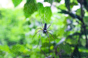 Spider sitting on web with green background. Spider making a web.