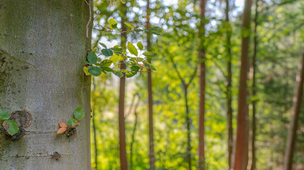 autumn in the forest